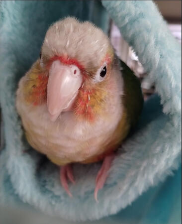 テント
